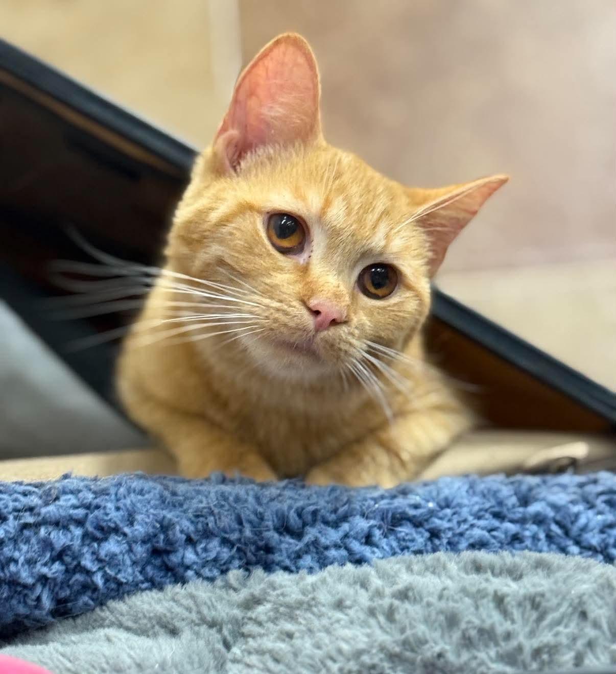 Cider, adopted, Young Female Tabby.
