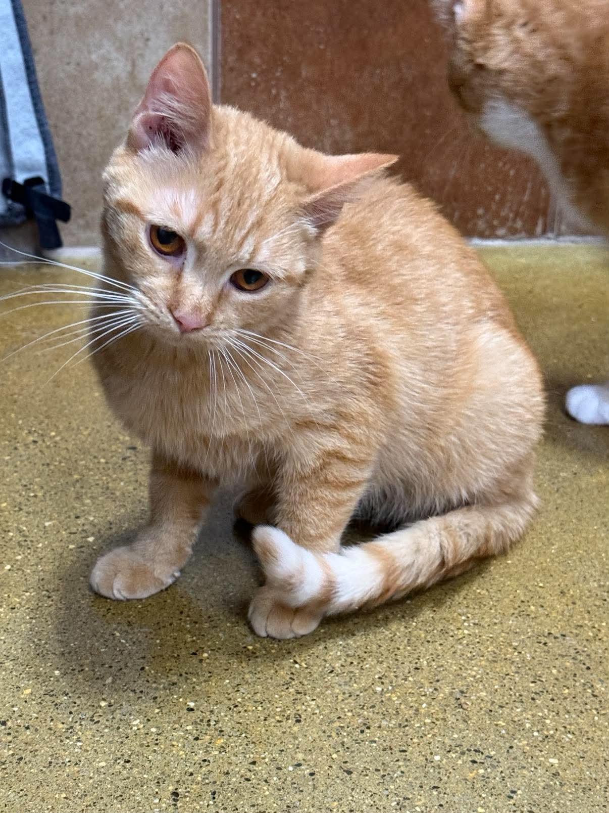 Enlarge Cider, an adopted Tabby in Marion, IN image 3/4