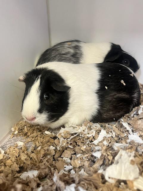 Enlarge Bug (ID 51257/1399), a ADOPTABLE Guinea Pig in Manassas, VA image 1/1
