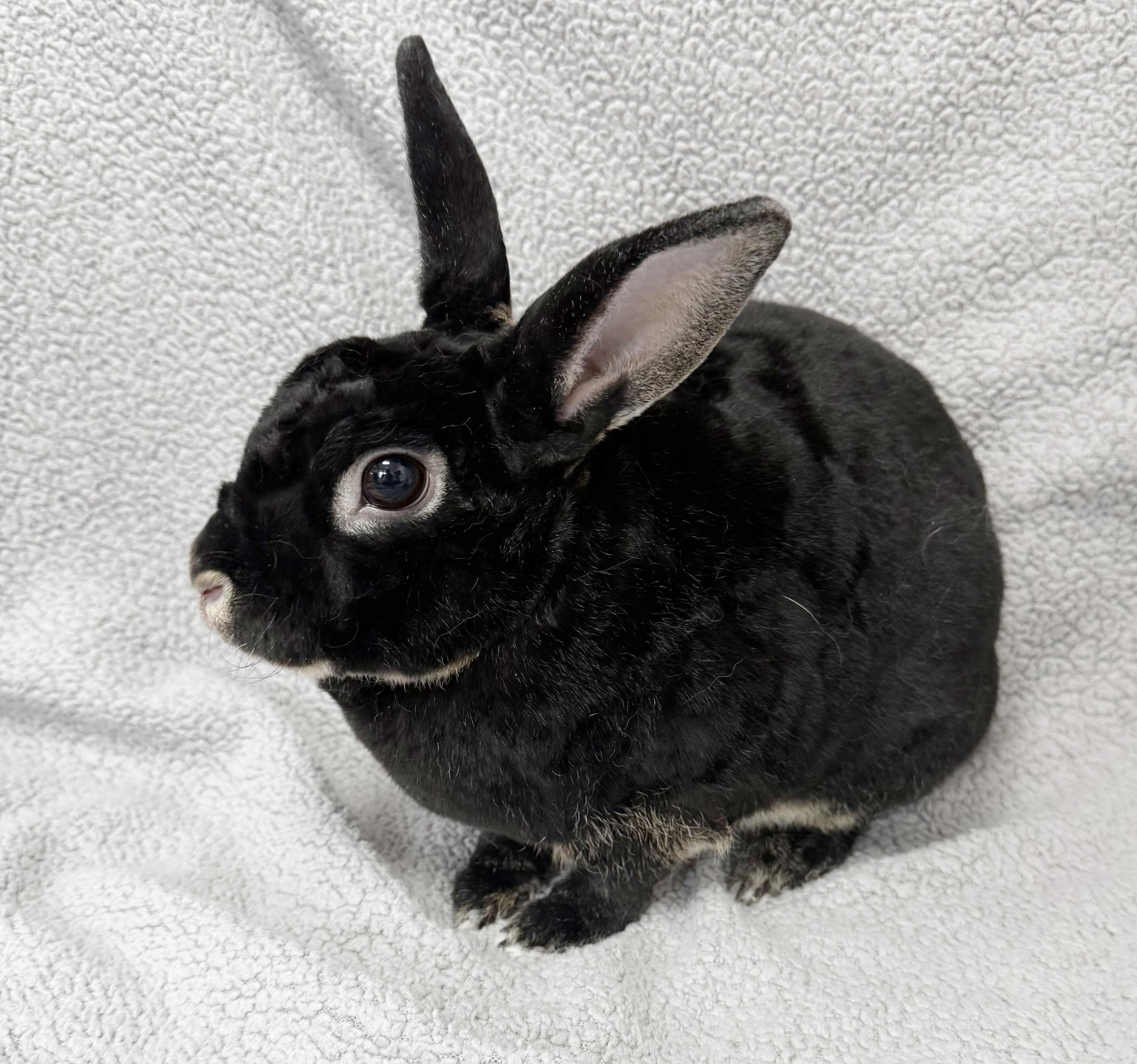 Enlarge Cookies (Rex) and Cream (Hotot)!  BONDED - VIDEO!  SPAYED THERAPY BUNNIES!  Litter trained!, a ADOPTABLE Mini Rex in Bedford Hills, NY image 1/6