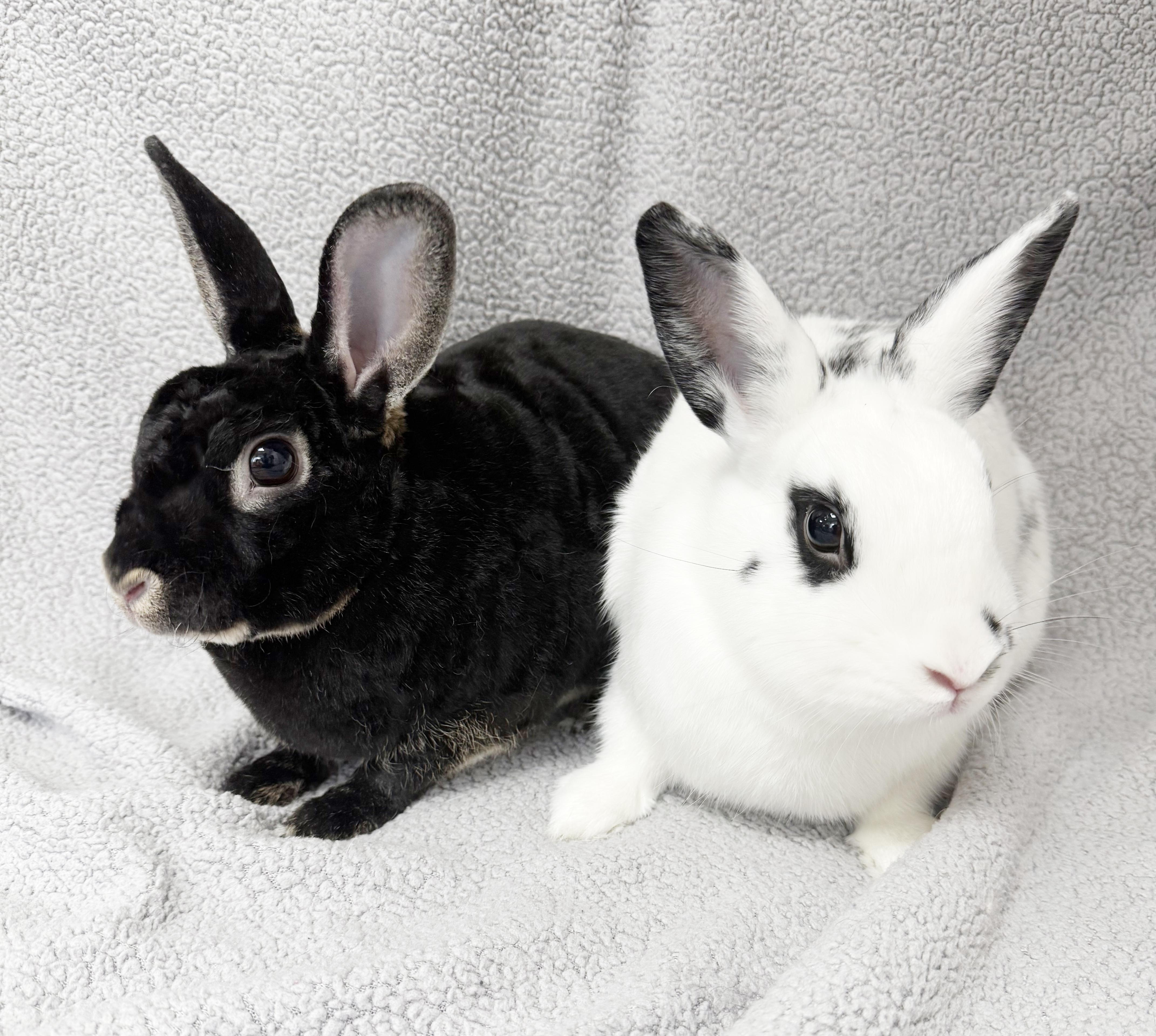 Enlarge Cookies (Rex) and Cream (Hotot)!  BONDED - VIDEO!  SPAYED THERAPY BUNNIES!  Litter trained!, a ADOPTABLE Mini Rex in Bedford Hills, NY image 2/6