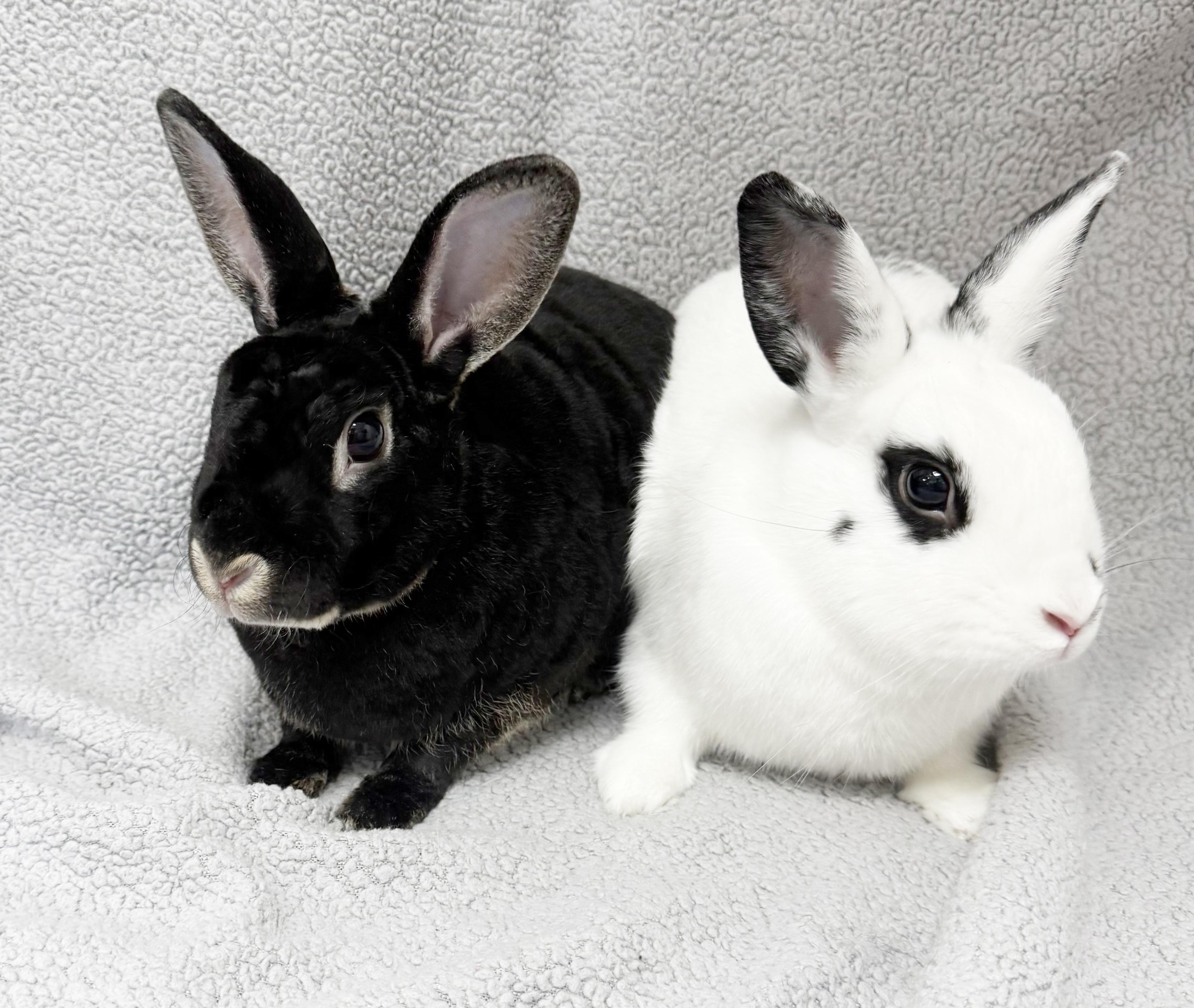 Enlarge Cookies (Rex) and Cream (Hotot)!  BONDED - VIDEO!  SPAYED THERAPY BUNNIES!  Litter trained!, a ADOPTABLE Mini Rex in Bedford Hills, NY image 4/6