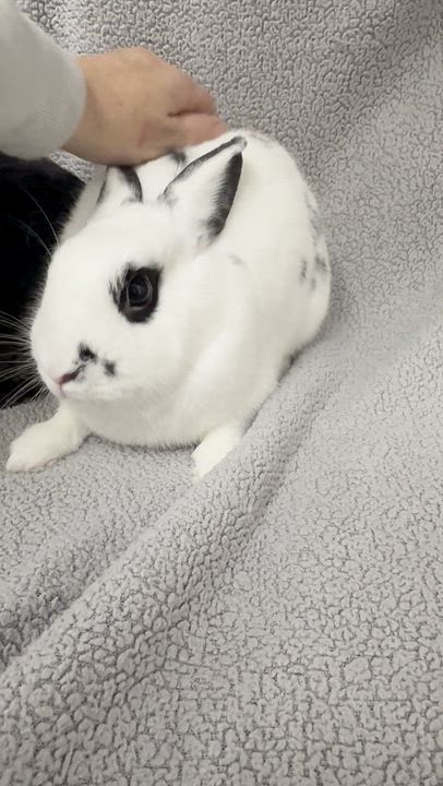 Enlarge Cookies (Rex) and Cream (Hotot)!  BONDED - VIDEO!  SPAYED THERAPY BUNNIES!  Litter trained!, a ADOPTABLE Mini Rex in Bedford Hills, NY video 3/6
