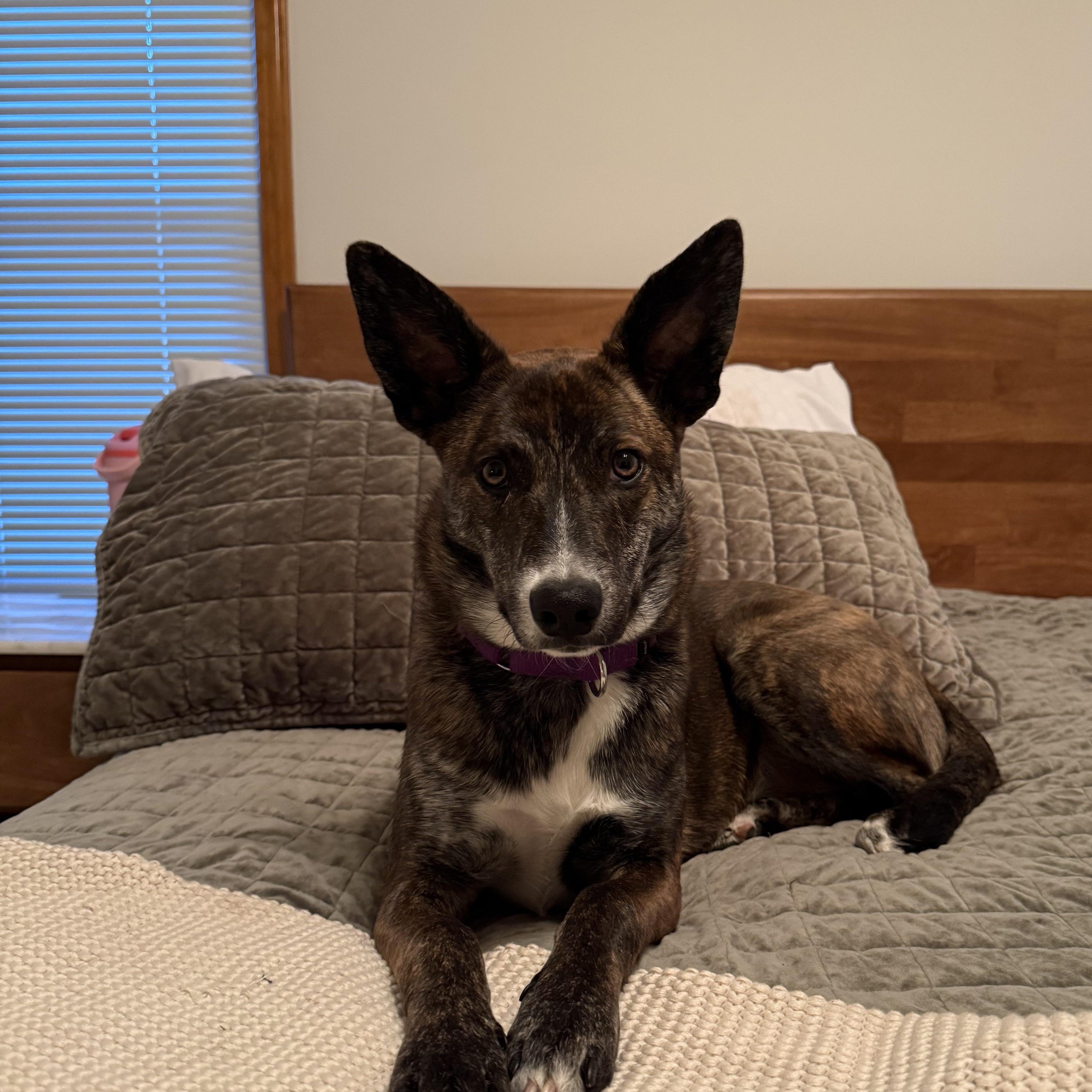 Gretel — thumbnail 5