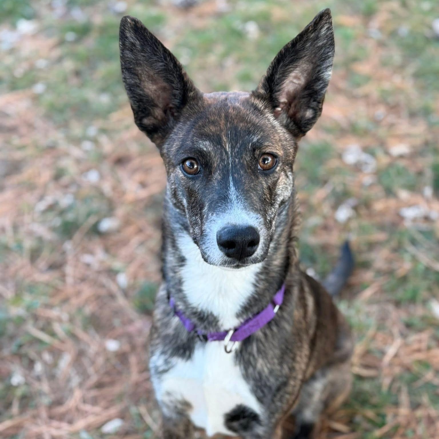 Gretel — thumbnail 6