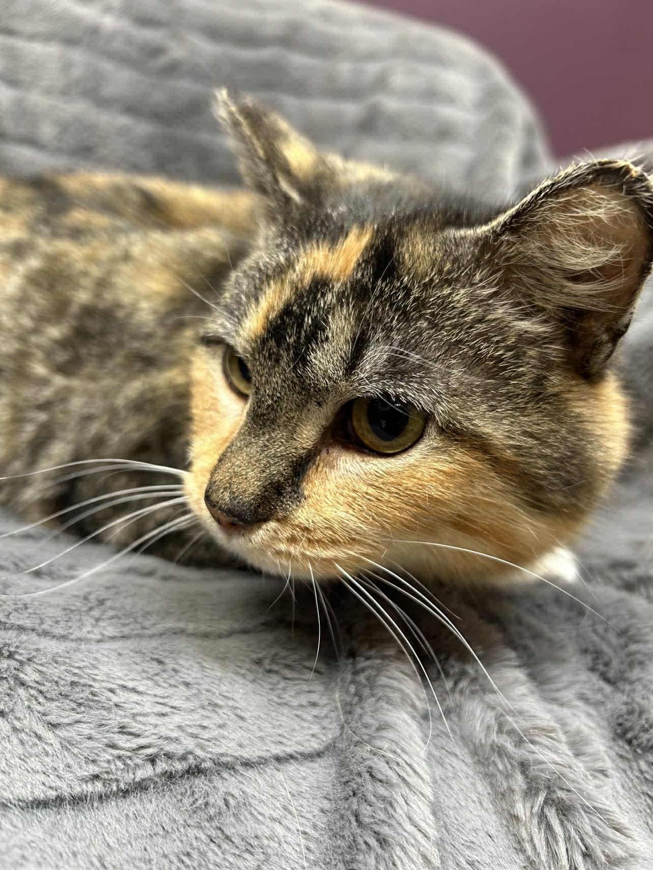Enlarge Lavona , a Adoptable Domestic Short Hair in Alexandria, MN image 2/2