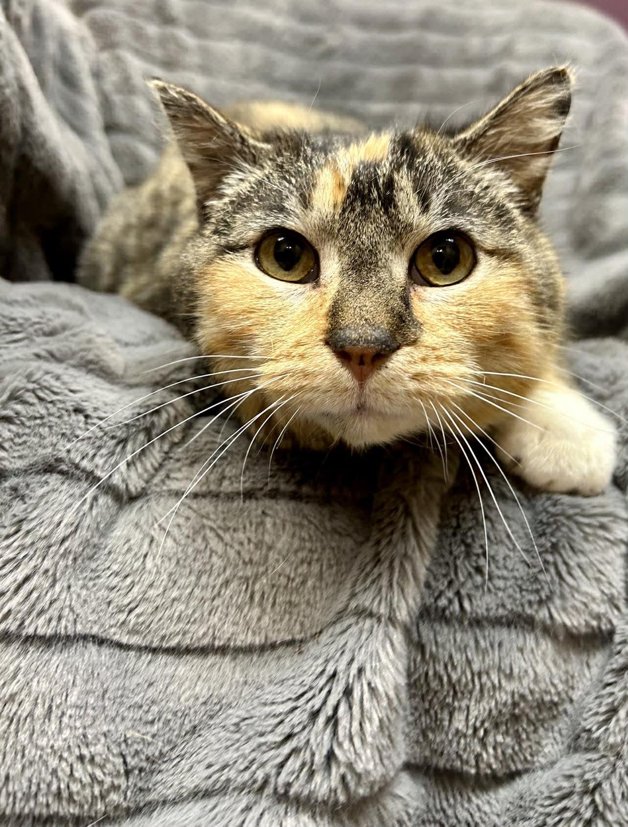 Lavona , Adoptable, Young Female Domestic Short Hair.