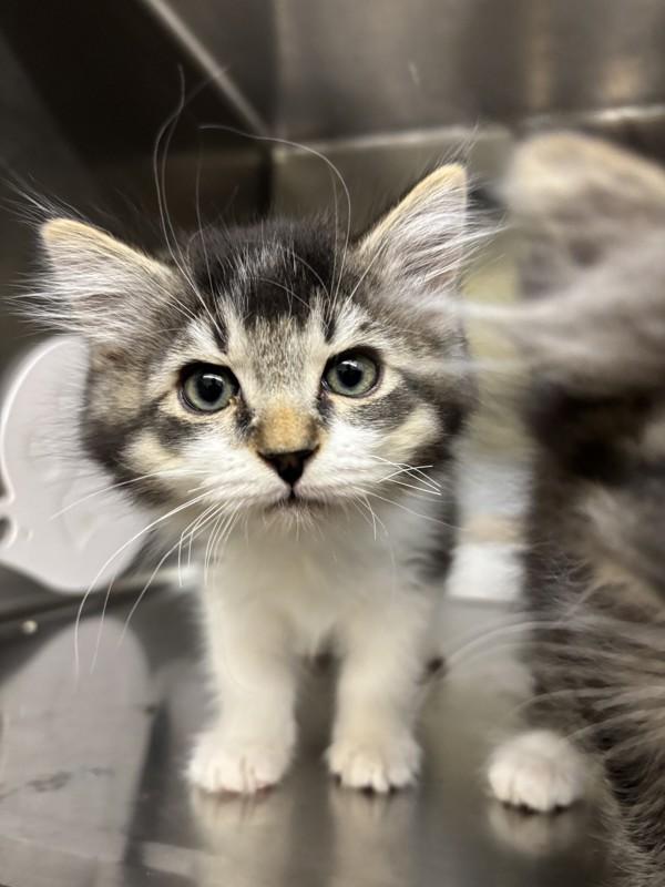 Goblin, Adoptable, Kitten Male Domestic Long Hair.
