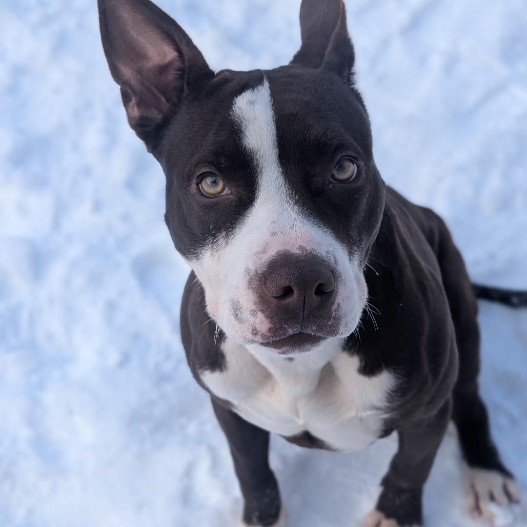 Thunder, a Adoptable Pit Bull Terrier in Watertown, NY image 1/3