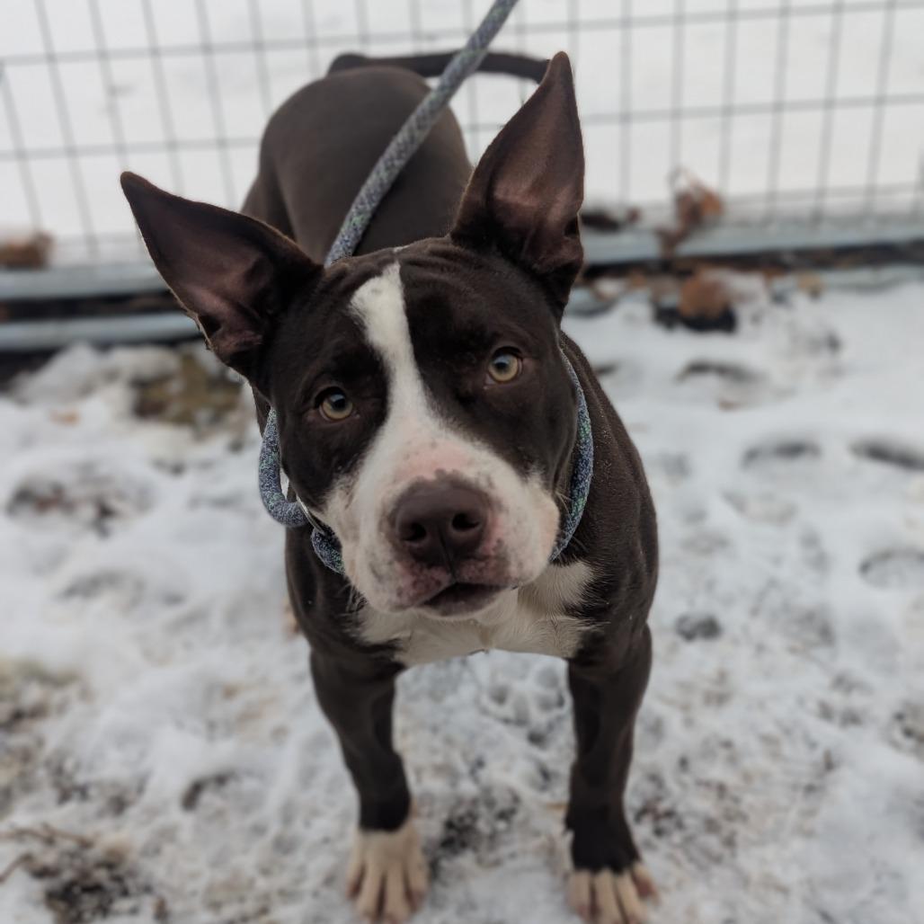 Thunder, a Adoptable Pit Bull Terrier in Watertown, NY image 2/3