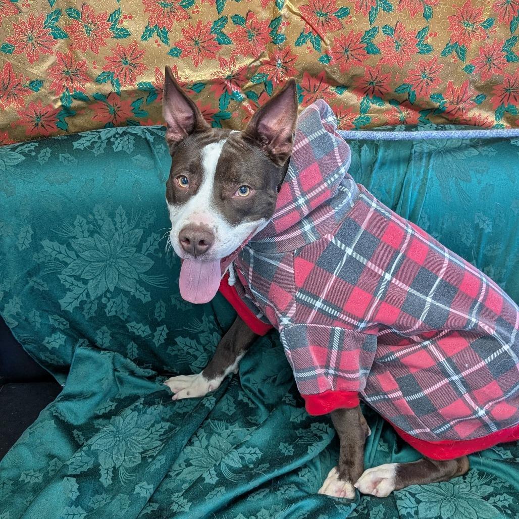 Thunder, a Adoptable Pit Bull Terrier in Watertown, NY image 3/3