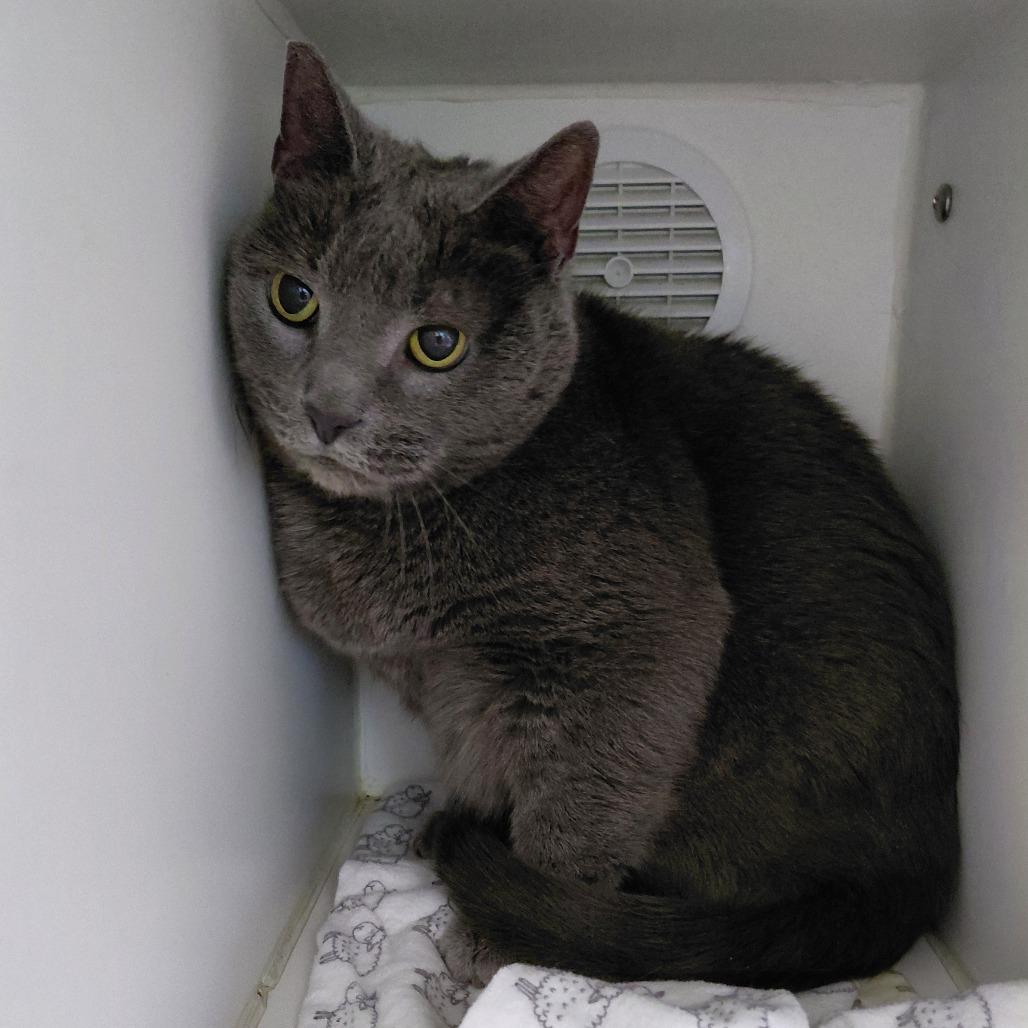 Agnes, a Adoptable Domestic Short Hair in Philadelphia, PA image 1/2