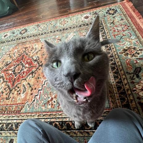 Agnes, Adoptable, Senior Female Domestic Short Hair.