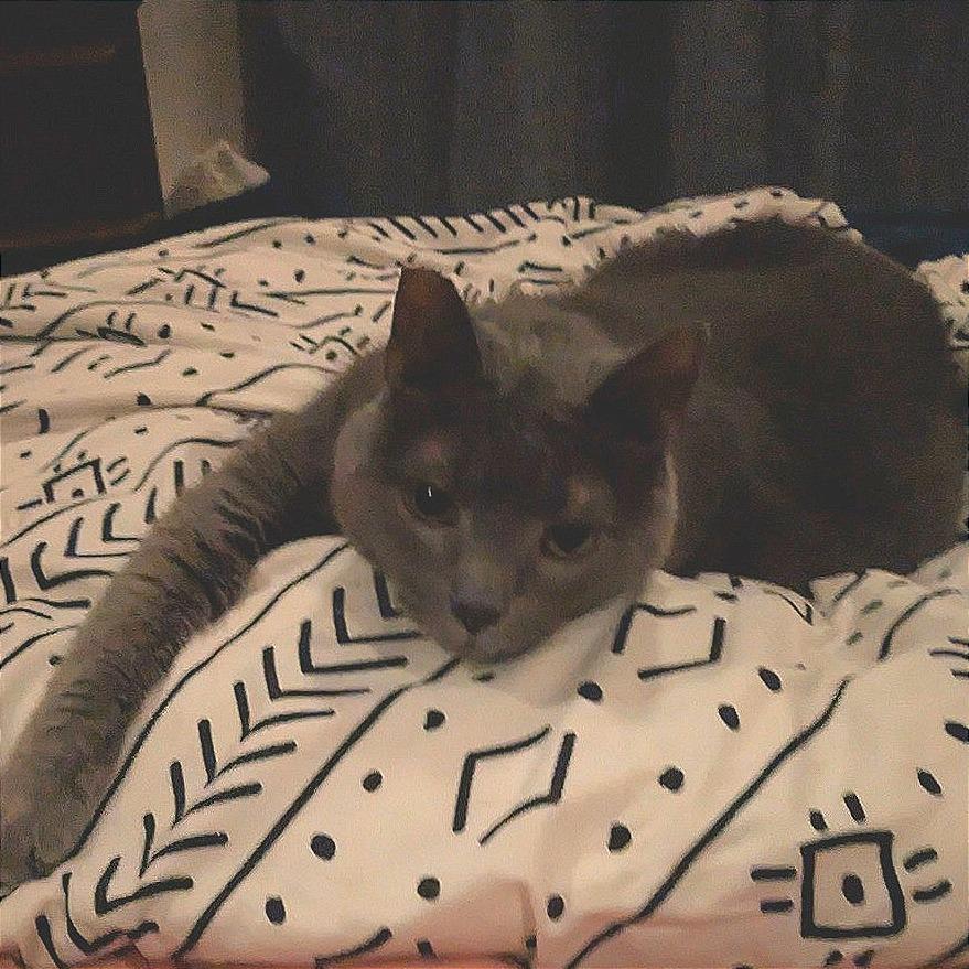 Agnes, a Adoptable Domestic Short Hair in Philadelphia, PA image 2/2