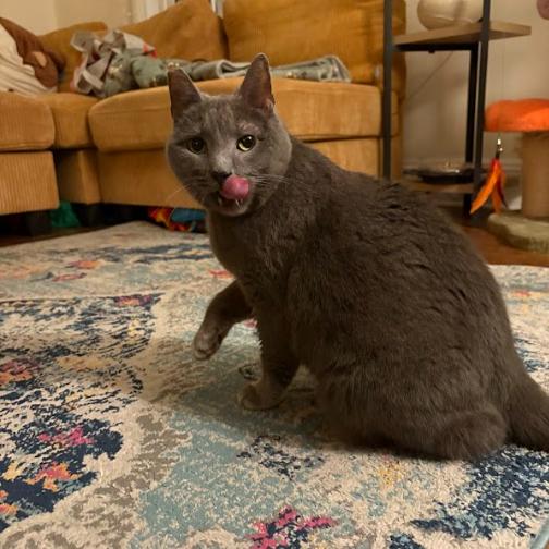 Enlarge Agnes, a Adoptable Domestic Short Hair in Philadelphia, PA image 3/4