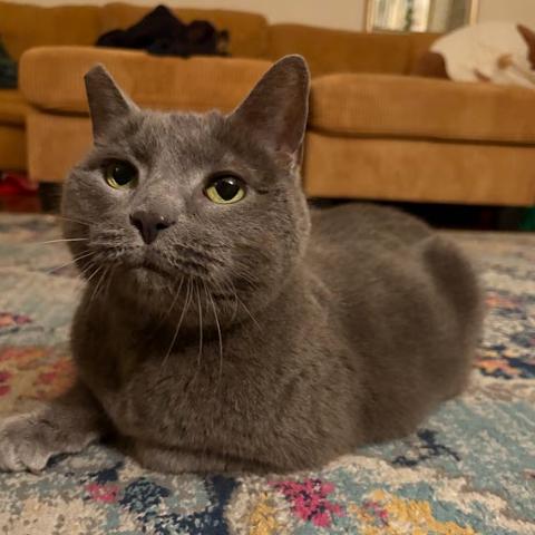 Enlarge Agnes, a Adoptable Domestic Short Hair in Philadelphia, PA image 4/4