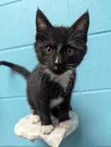 Cyan, ADOPTABLE, Kitten Female Domestic Short Hair.