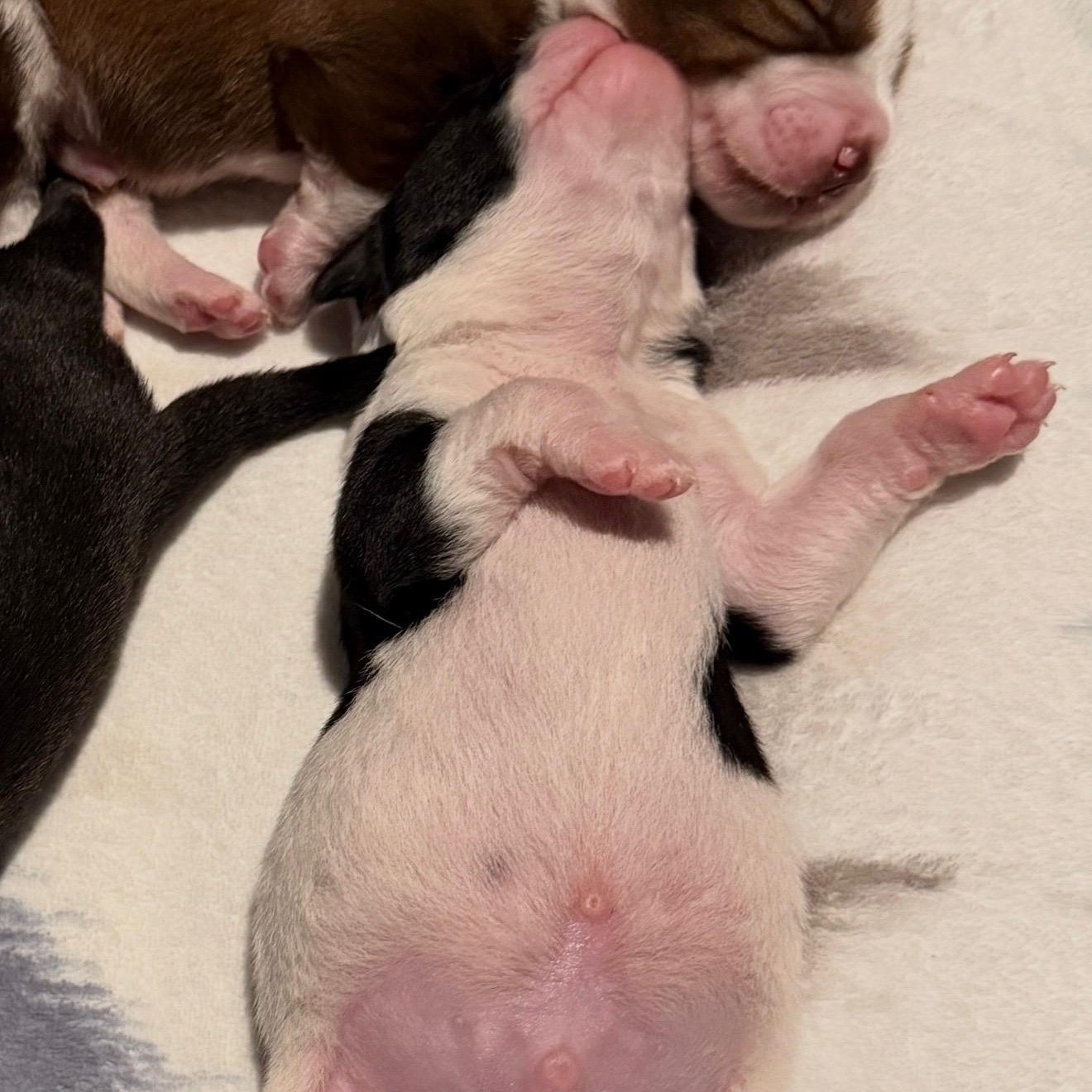 Enlarge Yoda, an adopted mixed breed in Portland, OR image 5/6