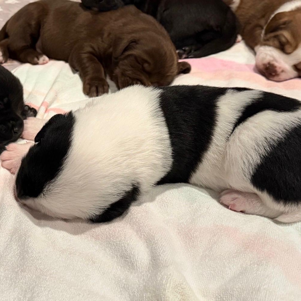 Enlarge Yoda, an adopted mixed breed in Portland, OR image 6/6