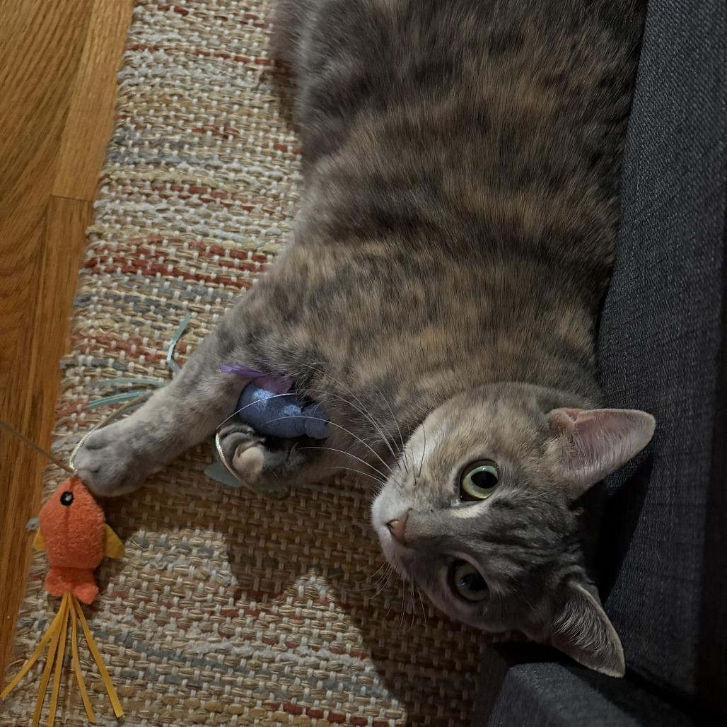 Tortellini, Adoptable, Adult Female Domestic Short Hair.