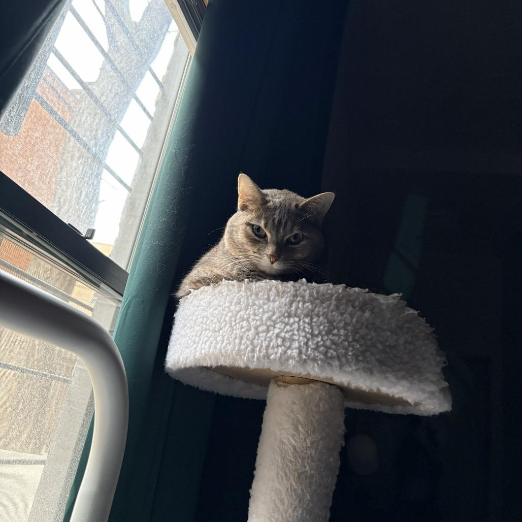 Enlarge Tortellini, a Adoptable Domestic Short Hair in Chicago, IL image 1/6