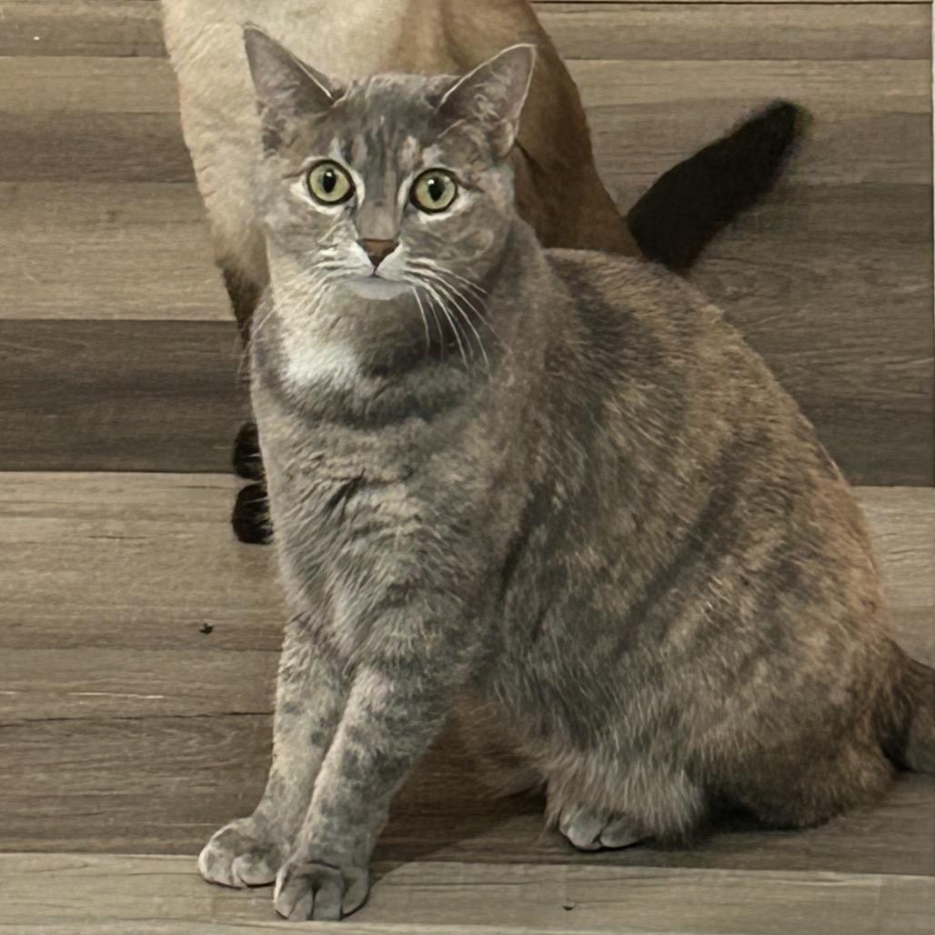 Tortellini, Adoptable, Adult Female Domestic Short Hair.