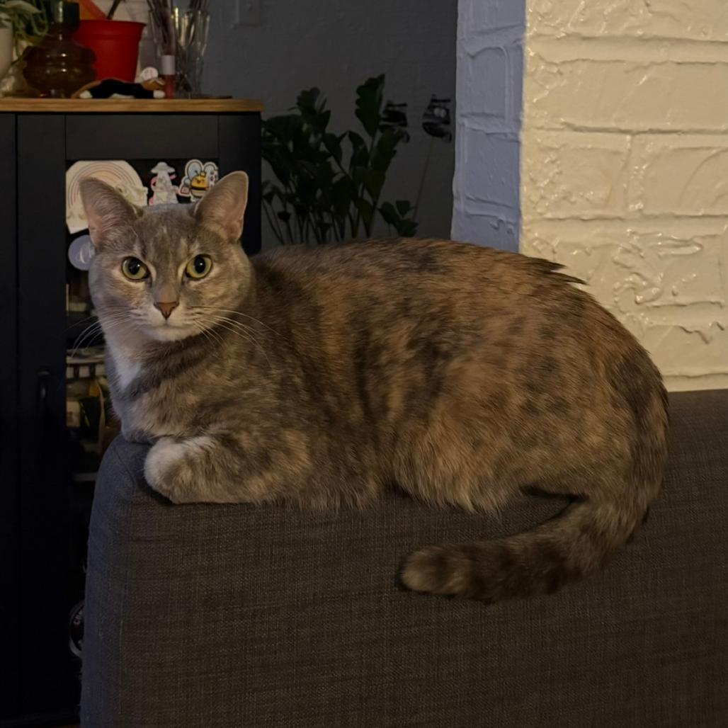 Enlarge Tortellini, a Adoptable Domestic Short Hair in Chicago, IL image 3/6