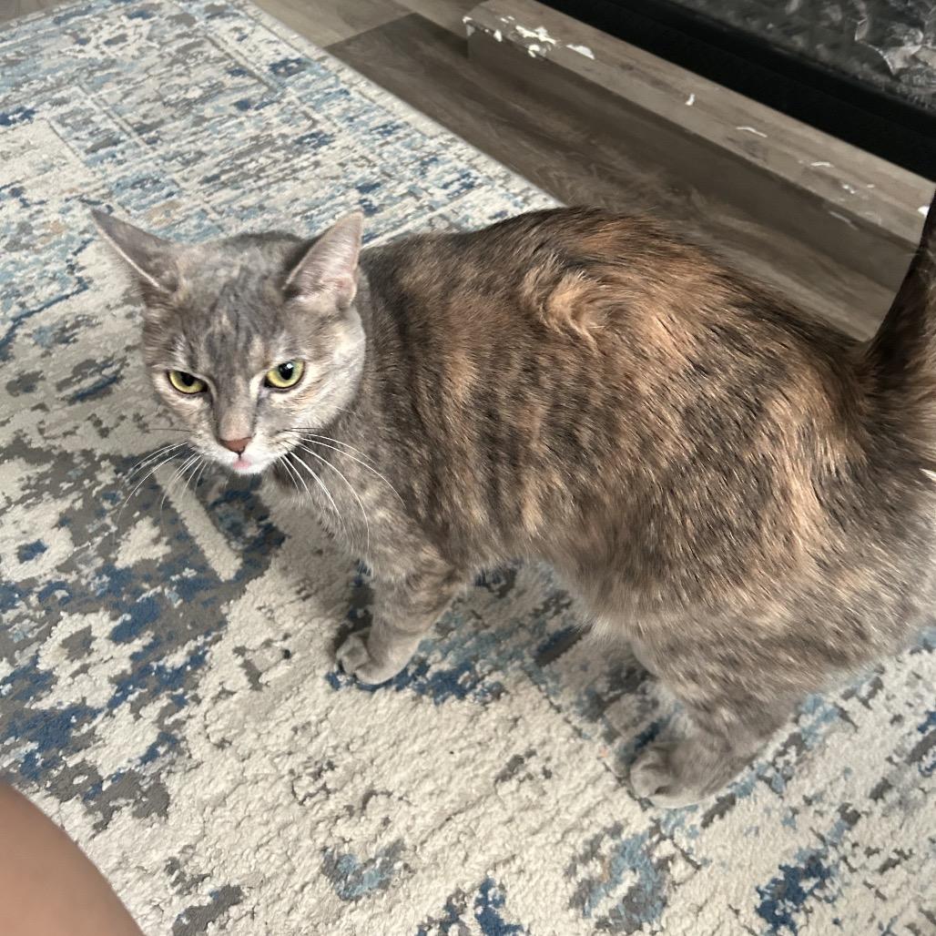 Enlarge Tortellini, a Adoptable Domestic Short Hair in Chicago, IL image 2/3