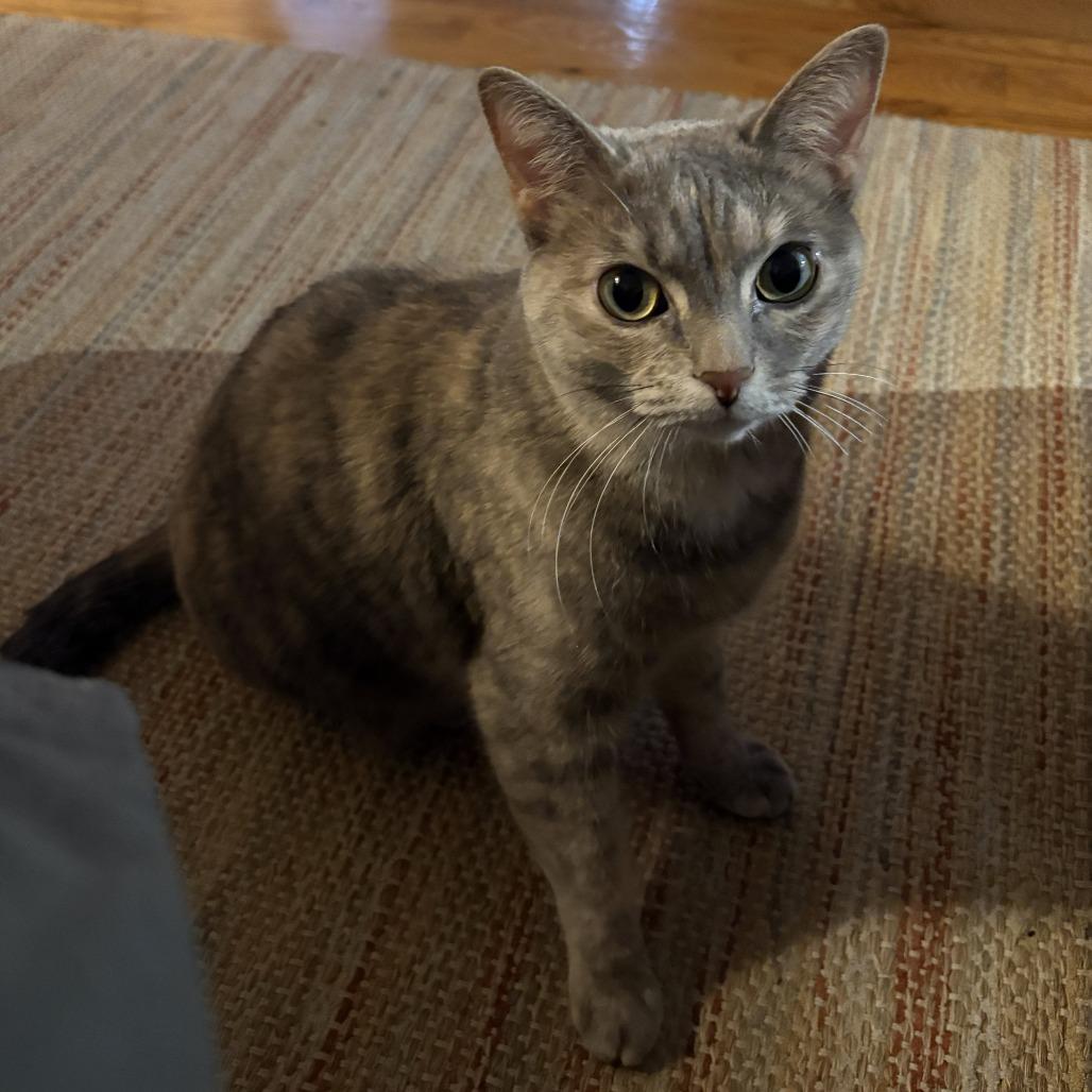 Enlarge Tortellini, a Adoptable Domestic Short Hair in Chicago, IL image 6/6