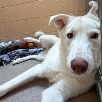 Enlarge Saturn, a Adoptable mixed breed in Madison, WI image 1/4