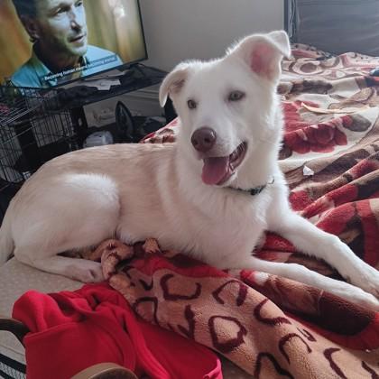 Saturn, Adoptable, Young Male Siberian Husky & Mixed Breed.