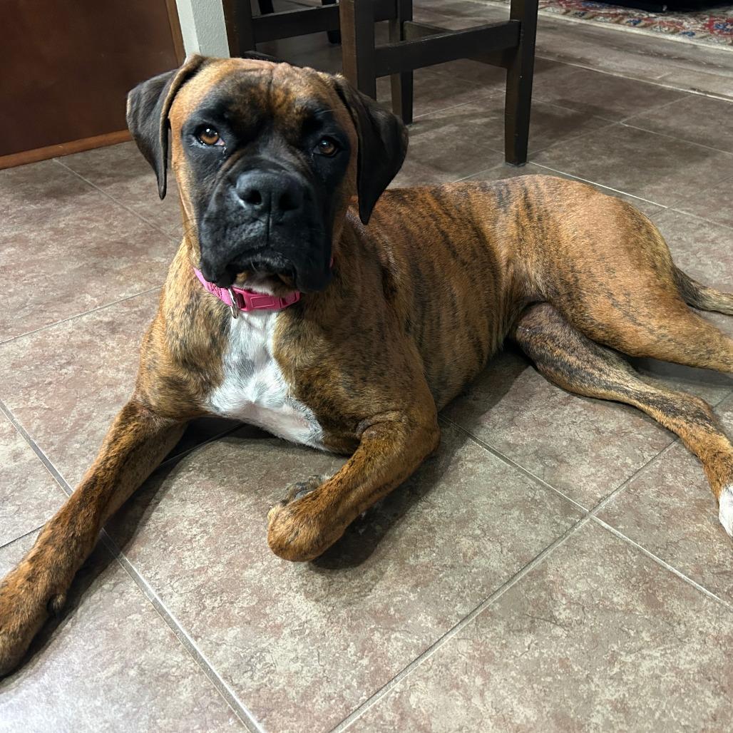 Tigress, a ADOPTABLE Boxer in Tallahassee, FL image 3/6