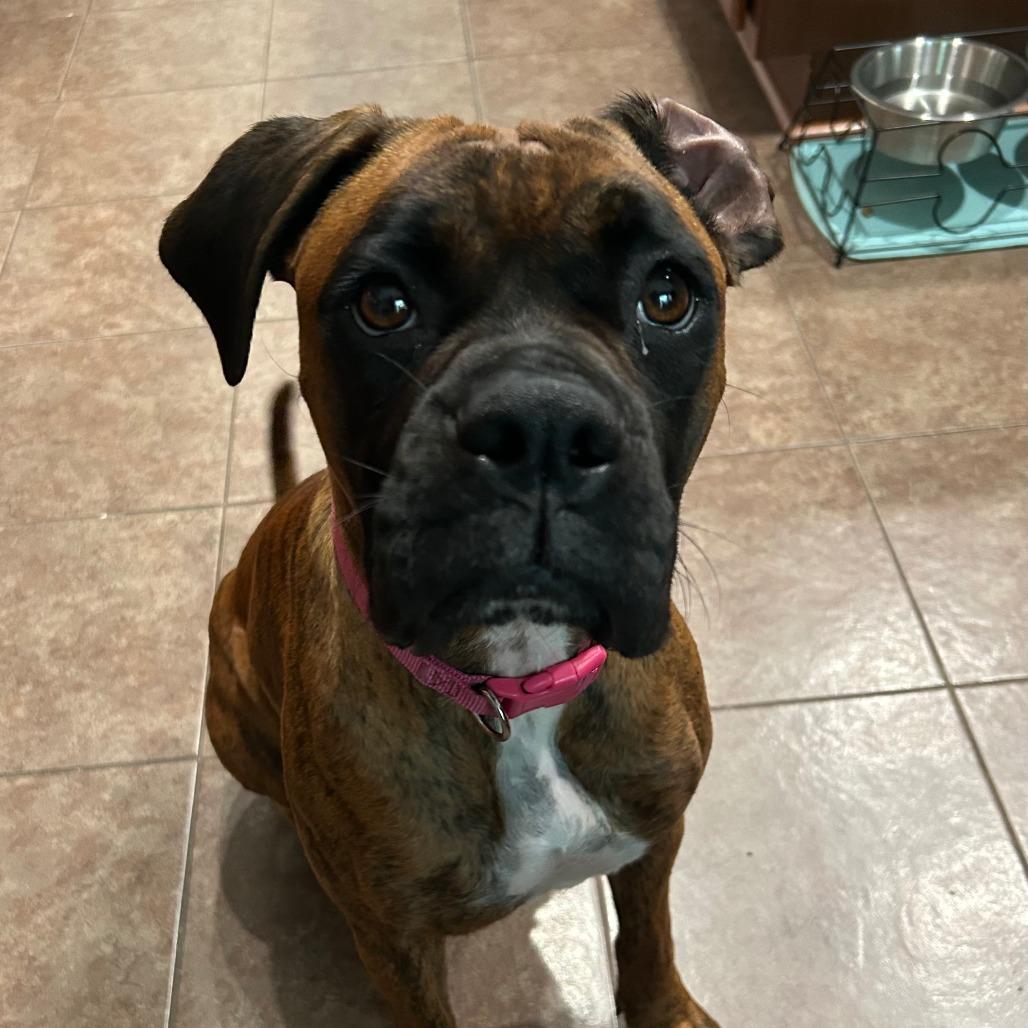 Tigress, a ADOPTABLE Boxer in Tallahassee, FL image 2/6