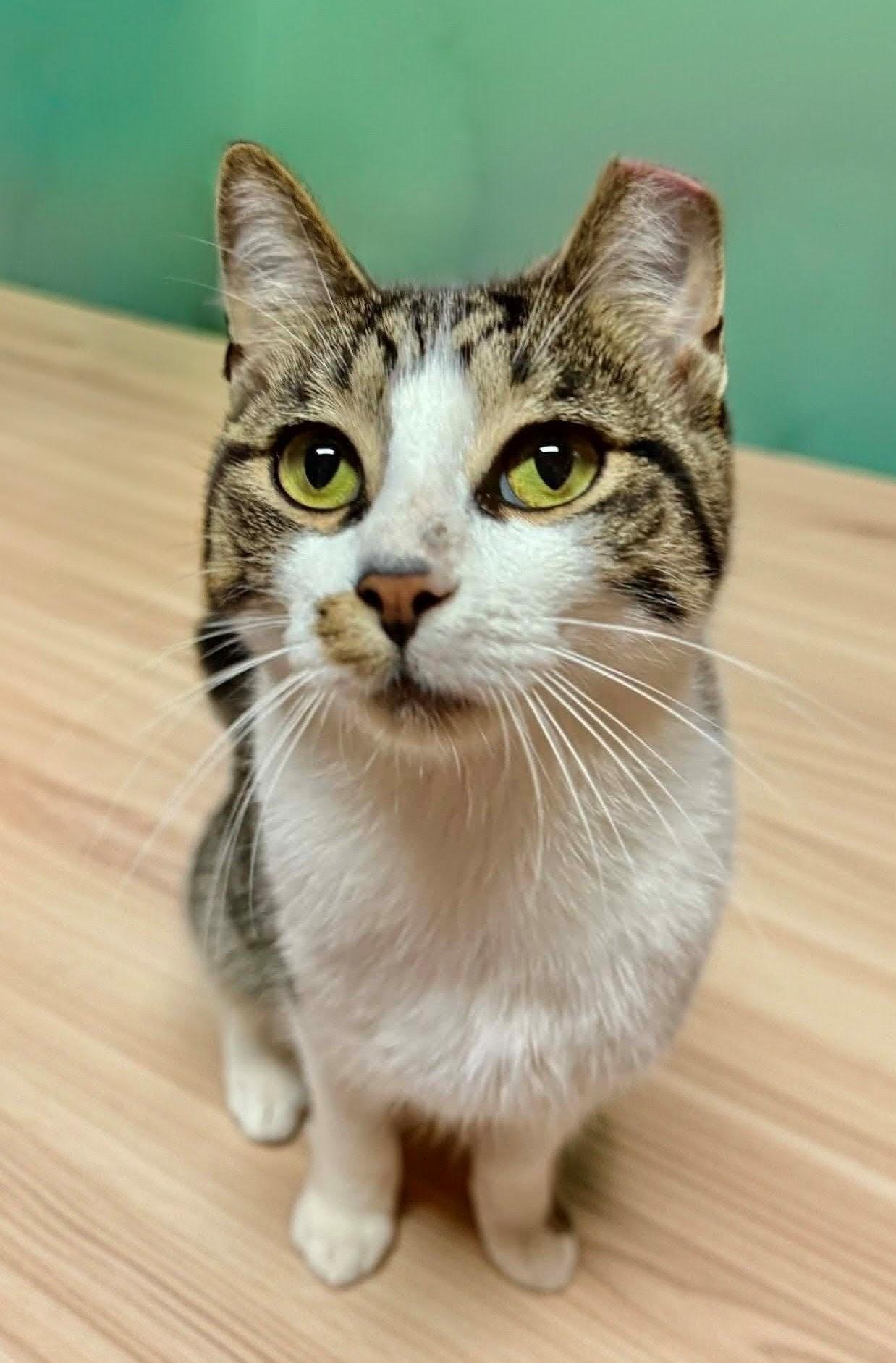 Enlarge Fortune Cookie PLIV, an adopted Domestic Short Hair in West Bloomfield, MI image 1/1