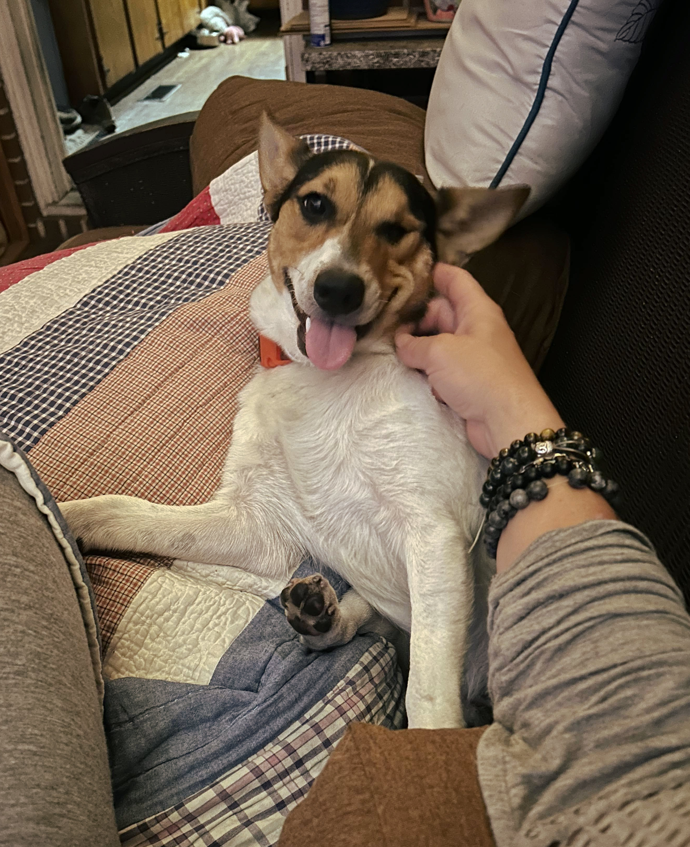 Chato, an adoptable Jack Russell Terrier in Ladson, SC, 29456 | Photo Image 4