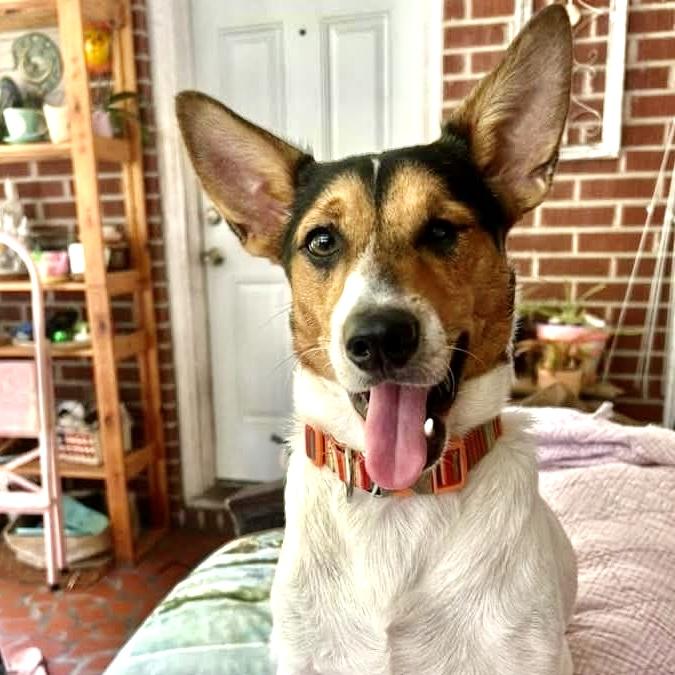 Chato, an adoptable Jack Russell Terrier in Ladson, SC, 29456 | Photo Image 2