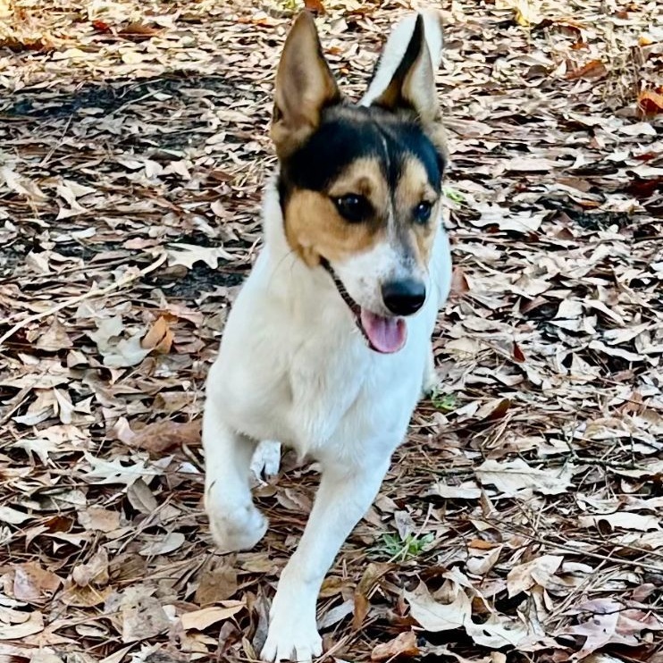 Chato, an adoptable Jack Russell Terrier in Ladson, SC, 29456 | Photo Image 3