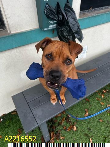 LUCY, Adoptable, Adult Female Mixed Breed.