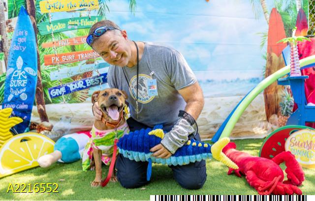 LUCY, Adoptable, Adult Female Mixed Breed.