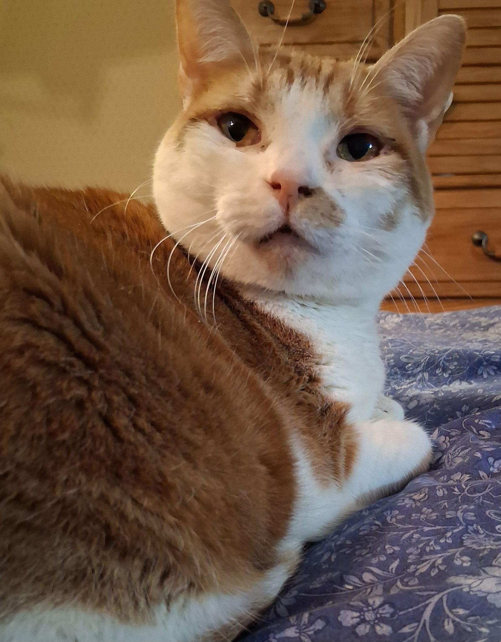 Enlarge Lucy, a Adoptable Domestic Short Hair in Reston, VA image 1/3