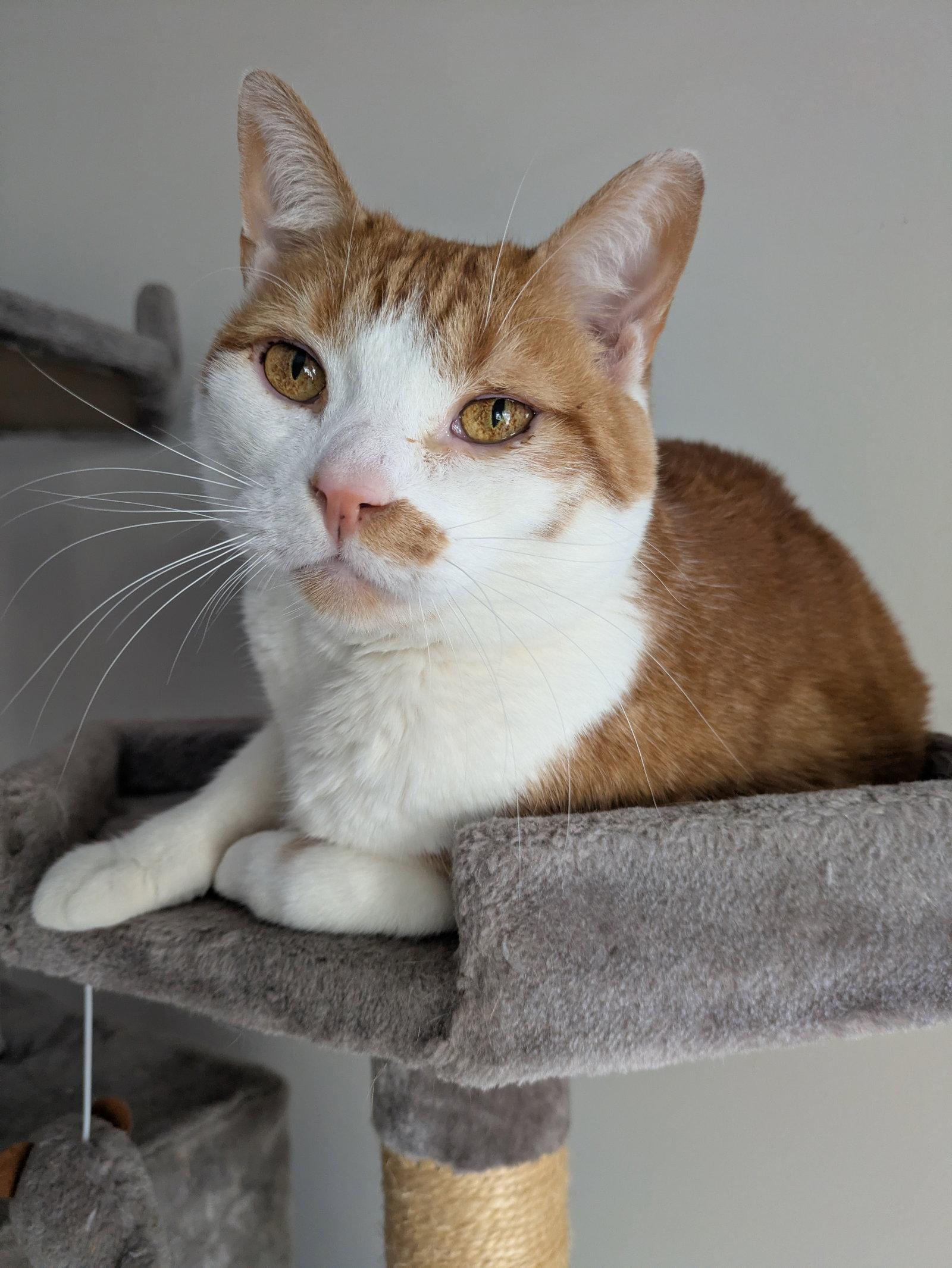 Enlarge Lucy, a Adoptable Domestic Short Hair in Reston, VA image 2/3