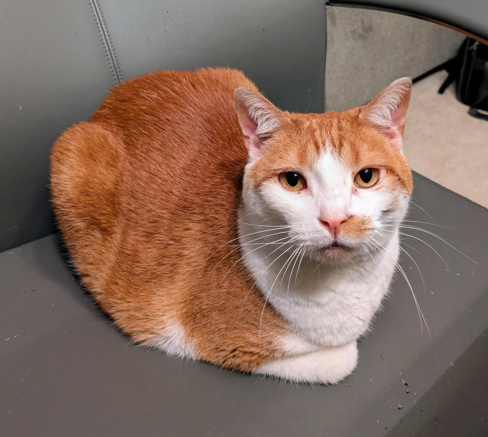 Enlarge Lucy, a Adoptable Domestic Short Hair in Reston, VA image 1/3