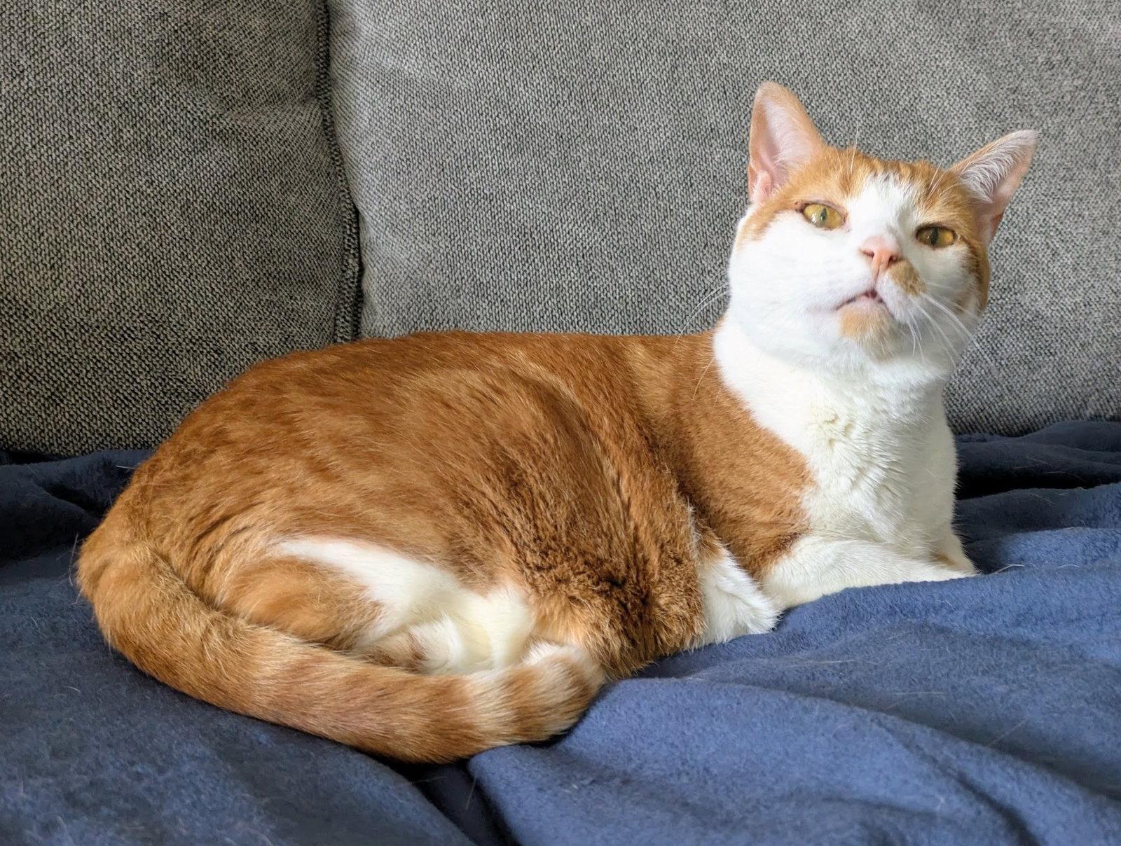 Lucy, a Adoptable Domestic Short Hair in Reston, VA image 1/3