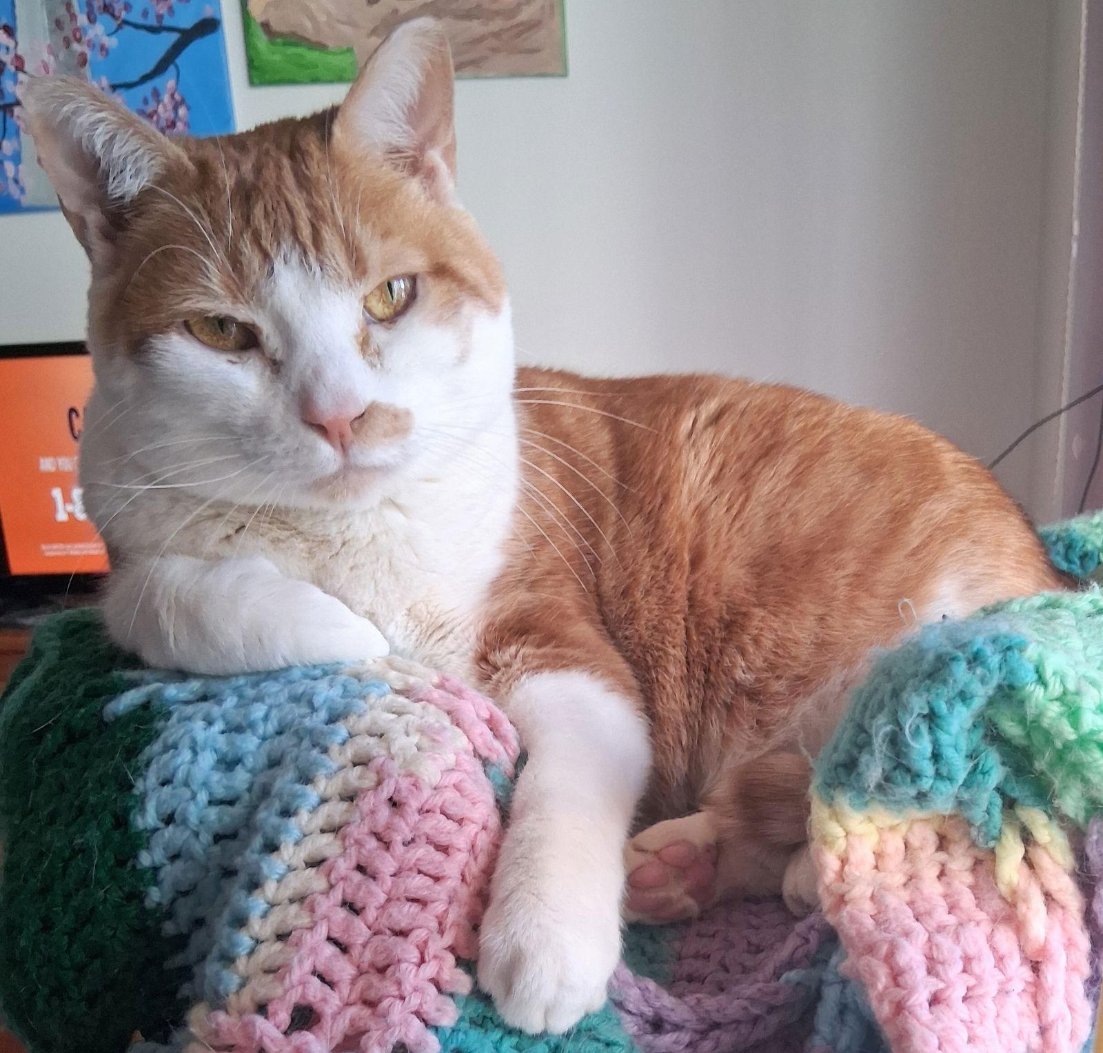 Enlarge Lucy, a Adoptable Domestic Short Hair in Reston, VA image 3/3