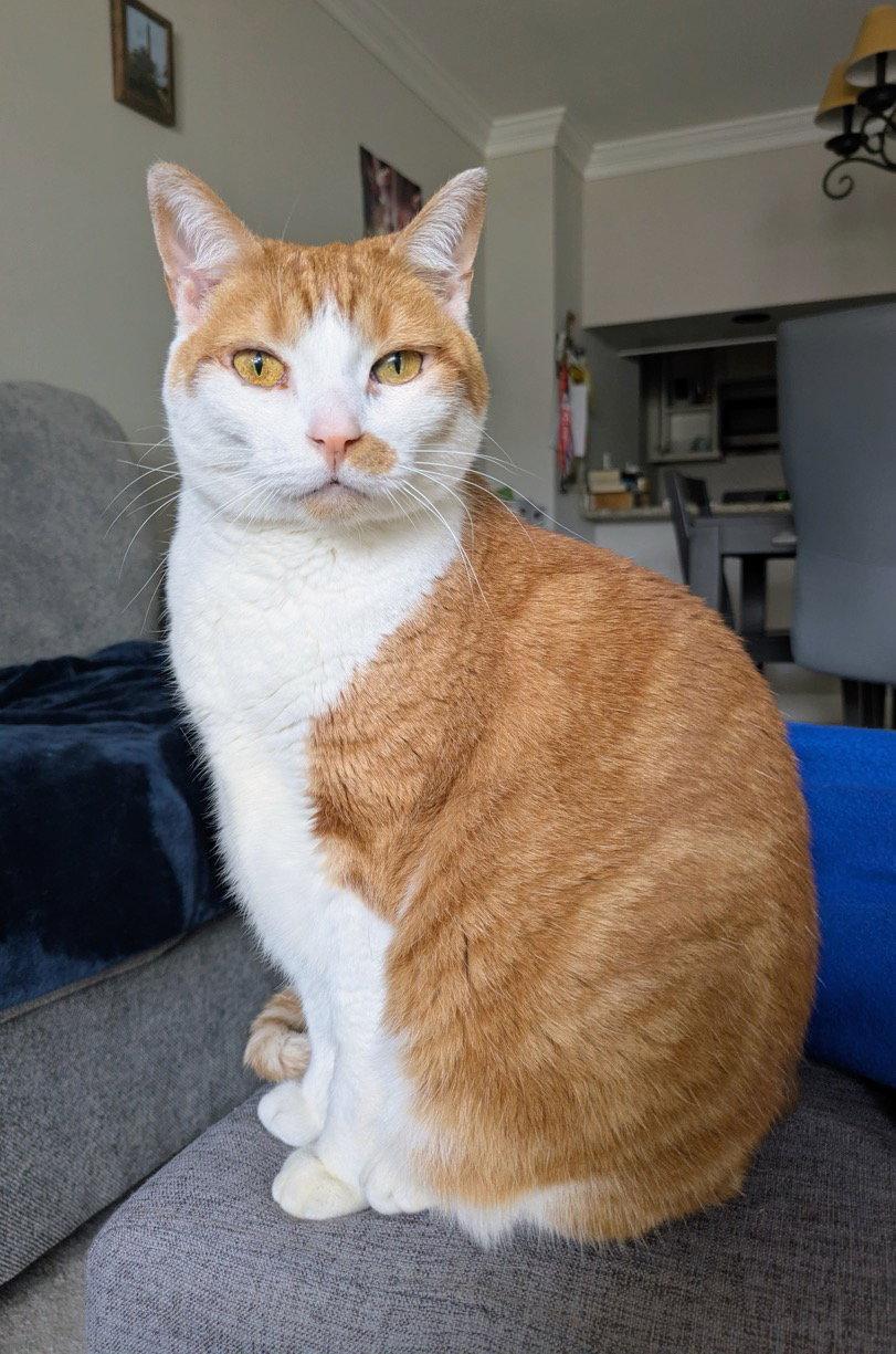 Enlarge Lucy, a Adoptable Domestic Short Hair in Reston, VA image 3/3