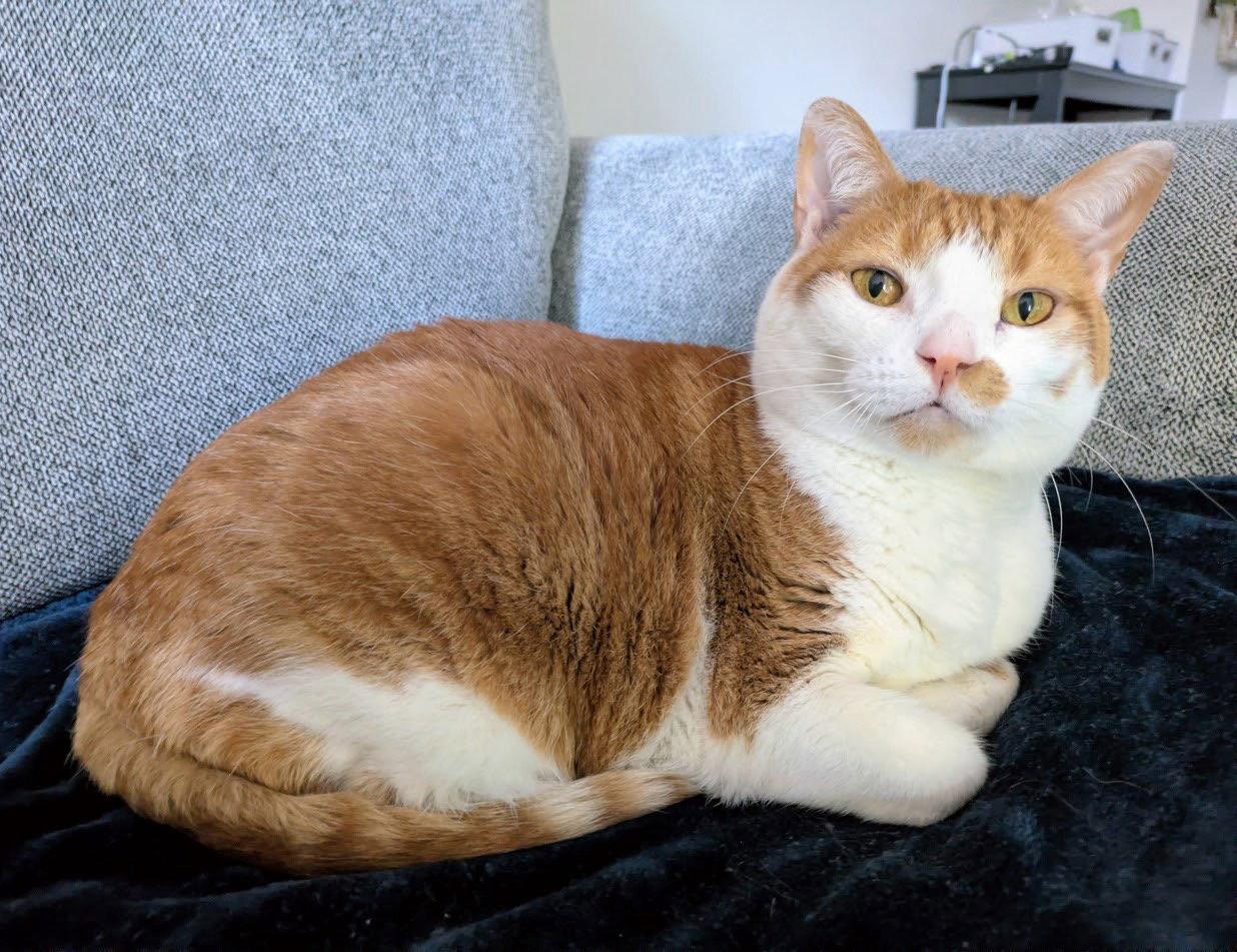 Enlarge Lucy, a Adoptable Domestic Short Hair in Reston, VA image 2/3