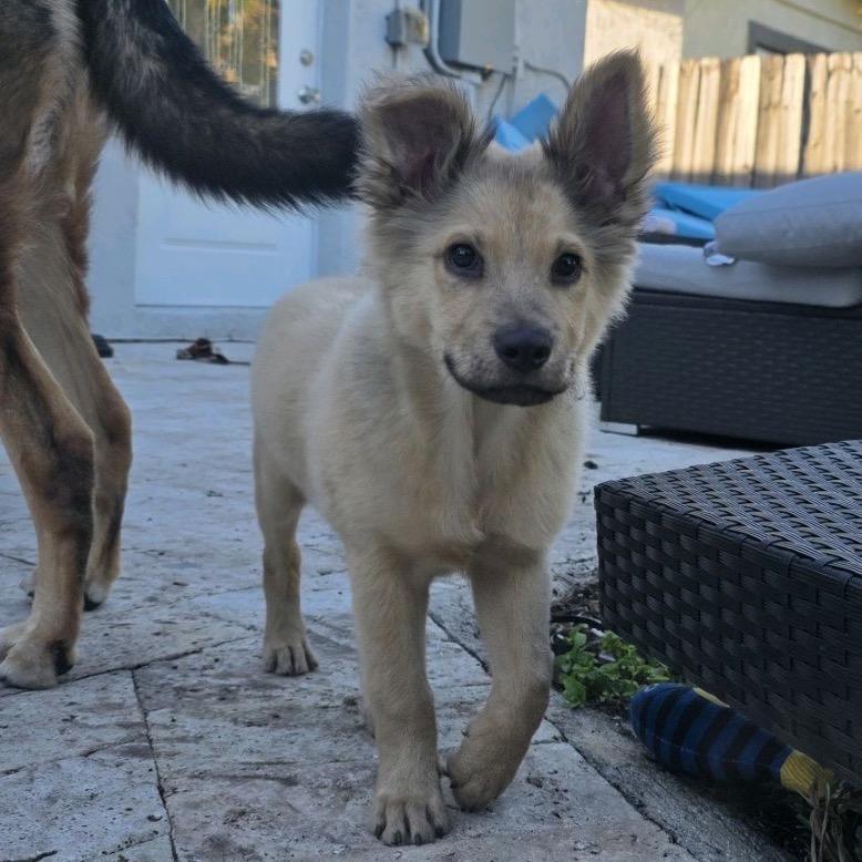 Enlarge Little Bear, a Adoptable Shepherd in Fort Lauderdale, FL image 1/6