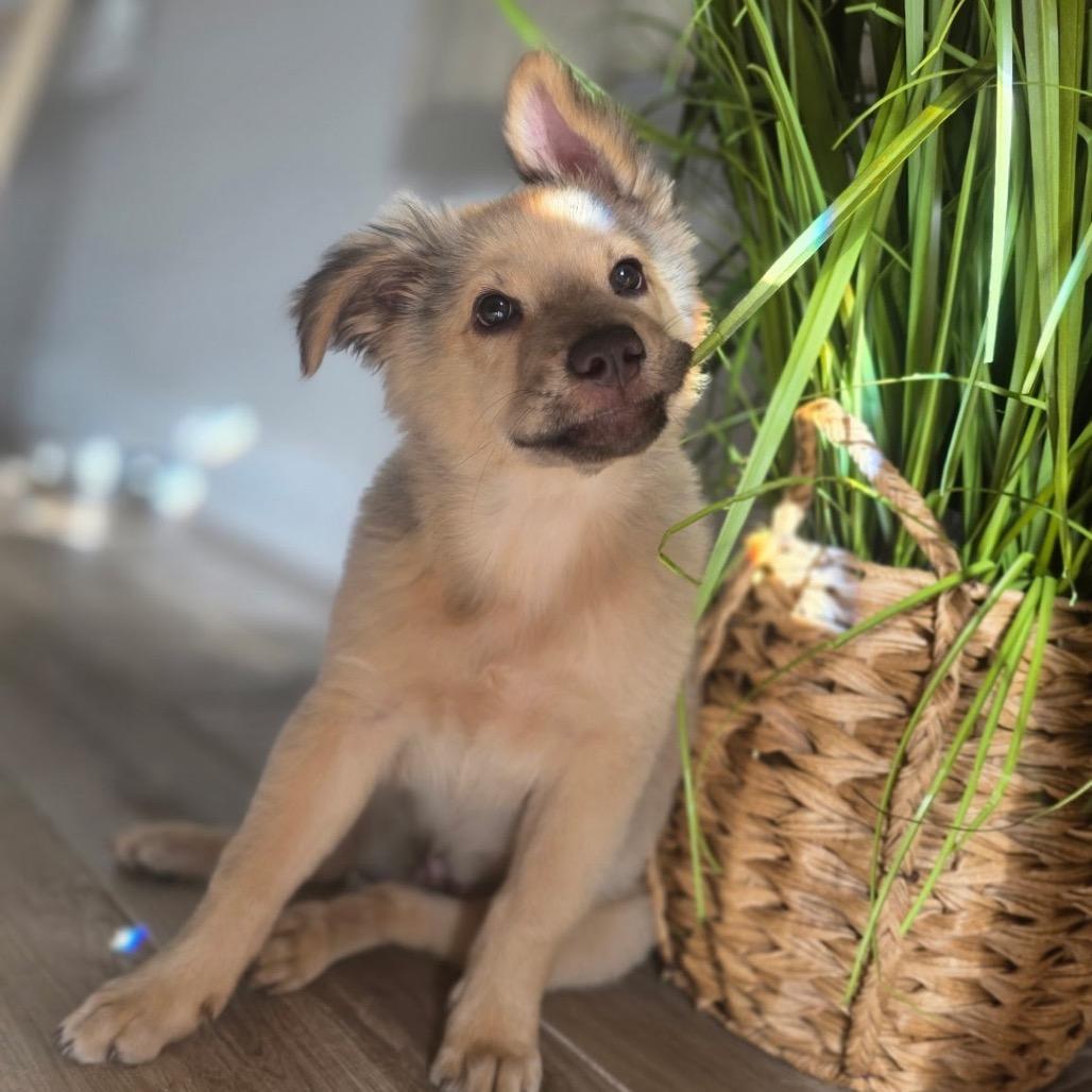 Enlarge Little Bear, a Adoptable Shepherd in Fort Lauderdale, FL image 2/6