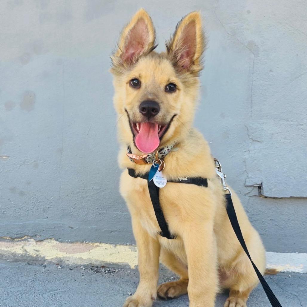 Enlarge Little Bear, a Adoptable Shepherd in Fort Lauderdale, FL image 3/6