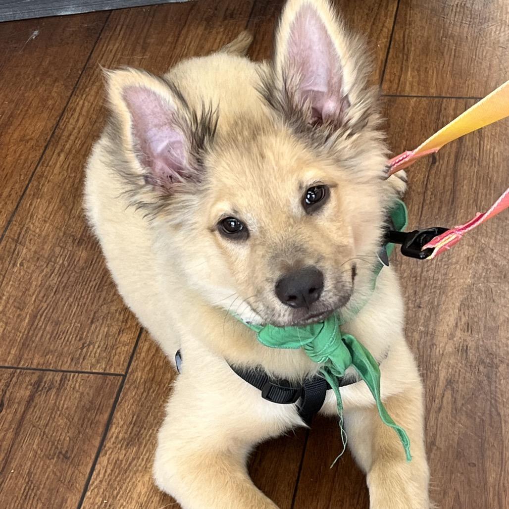Enlarge Little Bear, a Adoptable Shepherd in Fort Lauderdale, FL image 4/6